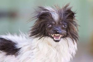 Start Business With Only Peanut, The World's Ugliest Dog