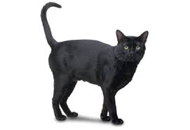 Give Me 10 Minutes, I'll Give You The Truth About Black Cat Breeds