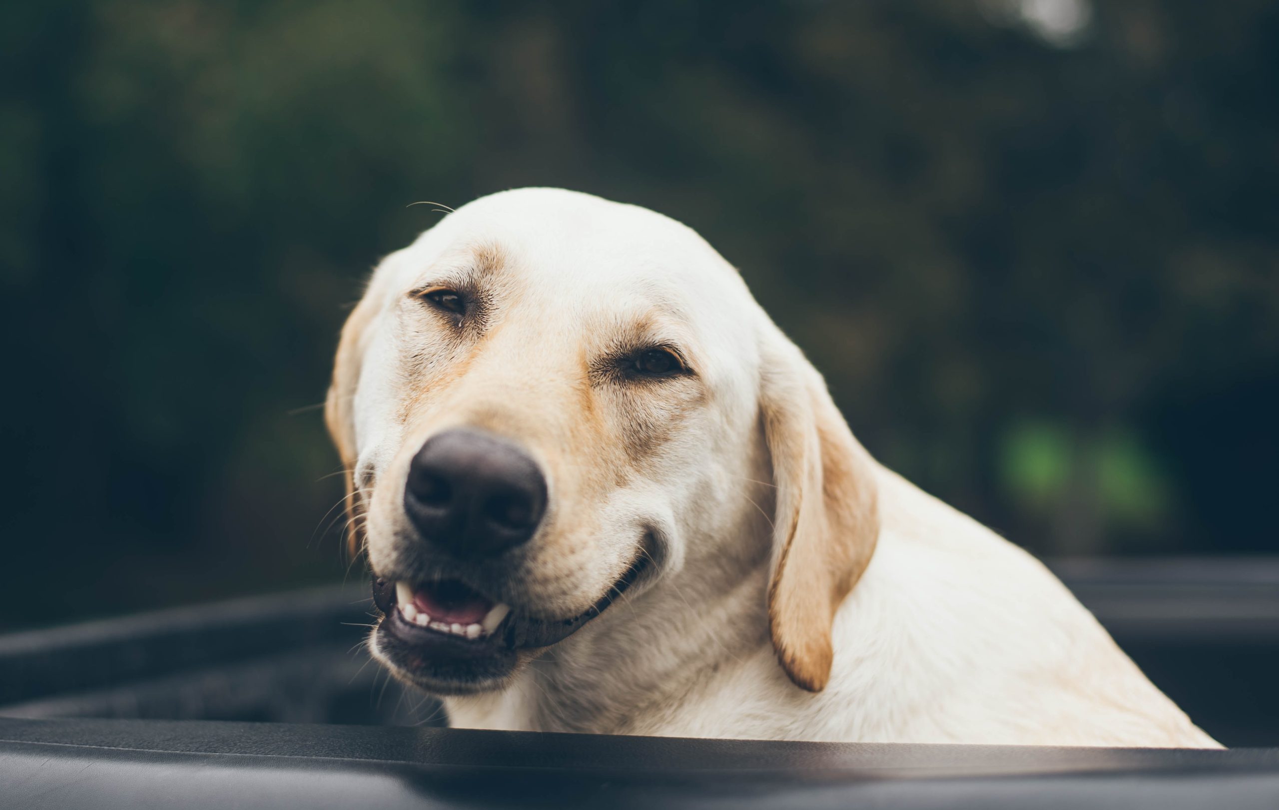 Best Smile Pet Tips You Will Read This Year