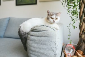 Munchkin Cat