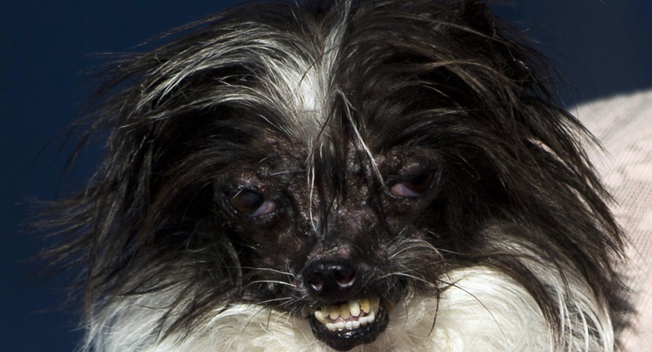 Start Business With Only Peanut, The World's Ugliest Dog