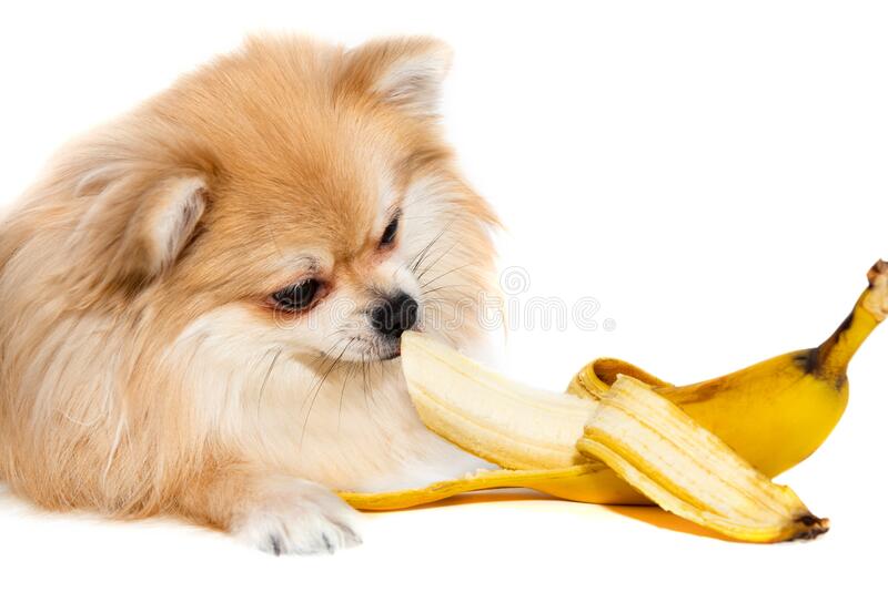 Can dogs eat bananas