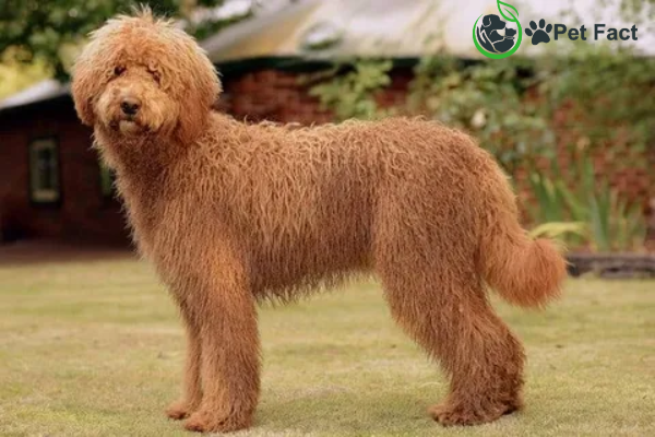 large hypoallergenic dogs